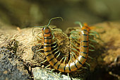 Megarian banded centipede (Scolopendra cingulata), Bulgaria
