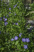 Great periwinkle (Vinca major) and log garden staircase, Ariège, France, Ariege, France