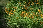 Crocosmia (Crocosmia sp), Ariege, France