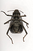 Pitted beetle (Adesmia cancellata) ventrale face on white background, Saudi Arabia