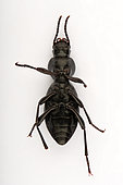 Rack beetle (Tentyrina palmeri) ventrale face on white background, Saudi Arabia