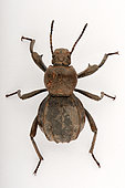 Darkling Beetle (Scaurus puncticollis) on white background, Saudi Arabia