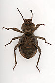 Darkling Beetle (Scaurus puncticollis) with parasites, ventral face on white background, Saudi Arabia