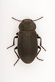 Prolyxum beetle (Gonocephalum prolyxum) on white background, Saudi Arabia
