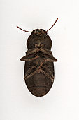 Prolyxum beetle (Gonocephalum prolyxum) ventral face on white background, Saudi Arabia