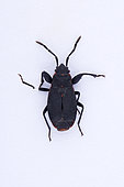 True bug (Heteroptera) on white background, Saudi Arabia