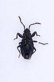 True bug (Heteroptera) ventral face on white background, Saudi Arabia