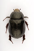 Lawn beetle (Pentodon algerinum) on white background, Saudi Arabia