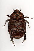 Lawn beetle (Pentodon algerinum) ventral face on white background, Saudi Arabia