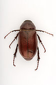 Desert chafer (Schyzonicha sp) on white background, Saudi Arabia