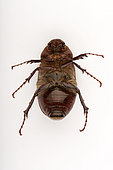Desert chafer (Schyzonicha sp) ventral face on white background, Saudi Arabia