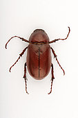 Desert chafer (Schyzonicha sp) on white background, Saudi Arabia