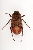 Desert chafer (Schyzonicha sp) ventral face on white background, Saudi Arabia