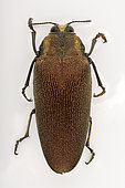 Emerald beetle (Steraspis speciosa arabica) on white background, Saudi Arabia