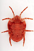 Velvet mite (Trombidium holosericeum) ventral face on white background, Saudi Arabia