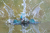 Kingfisher (Alcedo atthis) Female diving in water to catch a fish, England, Summer