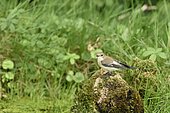 Pied flycatcher (Ficedula hypoleuca) on a stump in a pond, Ile de France, France