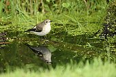 Pied flycatcher (Ficedula hypoleuca) on a stump in a pond, Ile de France, France