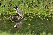 Pied flycatcher (Ficedula hypoleuca) on a stump in a pond, Ile de France, France