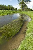 River water-crowfoot (Ranunculus fluitans), Andlau river, Meistratzheim, Bas-Rhin, Alsace, France