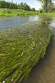 River water-crowfoot (Ranunculus fluitans), Andlau river, Meistratzheim, Bas-Rhin, Alsace, France