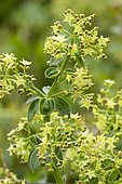 wild madder (Rubia peregrina)