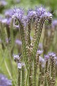 Scorpionweed (Phacelia tanacetifolia)