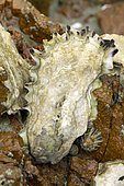 Pacific oyster (Magallana gigas Syn. : Crassostrea gigas) escaped from oysters farms, Lézardrieux, Côtes-d'Armor, France.