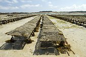 Oysters farms (Magallana gigas) with bladder wrack (Fucus serratus), Pleubian, Côtes-d'Armor, France. Syn.: Crassostrea giga