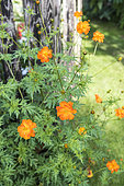 Cosmos (Cosmos sulphureus) 'Cosmic Orange' in summer, Moselle, France