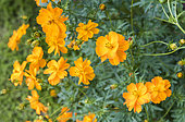 Cosmos (Cosmos sulphureus) 'Cosmic Orange' in summer, Moselle, France