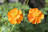 Cosmos (Cosmos sulphureus) 'Cosmic Orange' in summer, Moselle, France