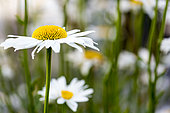 Oxeyedaisy Flowers (Leucanthemum vulgare) in a garden, Pas de Calais, France