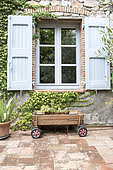 Stonecrop (Sedum sediforme) in a small wooden cart in summer, Provence, France