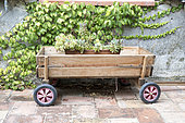 Stonecrop (Sedum sediforme) in a small wooden cart in summer, Provence, France
