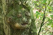 Facial-like adhesion on a tree trunk, Hesse, Germany, Europe