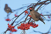 Waxwing (Bombycilla garrulus) feeding on ornamental Rowan berries in garden, Penrith, Cumbria, England, December