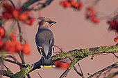 Waxwing (Bombycilla garrulus) feeding on ornamental Rowan berries in garden, Penrith, Cumbria, England, December