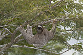 Brown-throated Sloth (Bradypus variegatus) of Three-toed Sloth family, female, Panama