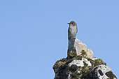 Spotted Flycatcher (Muscicapa striata), North Norfolk, England, May