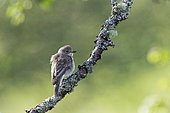 Spotted Flycatcher (Muscicapa striata), Sutherland, Scotland, June