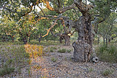 Commercial Cork Oak forest in Arribes del Duero Natural Park (Parque Natural de Arribes del Duero) near Pinilla de Fermoselle Spain June