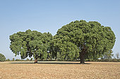 Cork Oaks in Arribes del Duero Natural Park (Parque Natural de Arribes del Duero) near Pinilla de Fermoselle Spain June