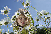 Young girl in field of Ox-eye Daisies North Norfolk, England, summer