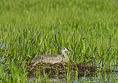 Sandhill Crane (Grus canadensis) incubating egg on nest, Viera Wetlands, Florida