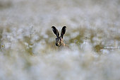 Brown Hare (Lepus europaeus) in Ox-eye Daisies, Norfolk, summer