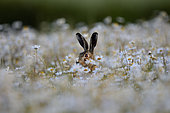 Brown Hare (Lepus europaeus) in Ox-eye Daisies, Norfolk, summer