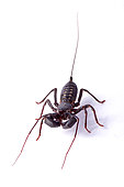 Giant vinegarroon (Mastigoproctus giganteus) on white background