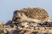 African Hedgehog (Atelerix algirus), Ibiza, Spain