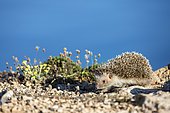 African Hedgehog (Atelerix algirus), Ibiza, Spain